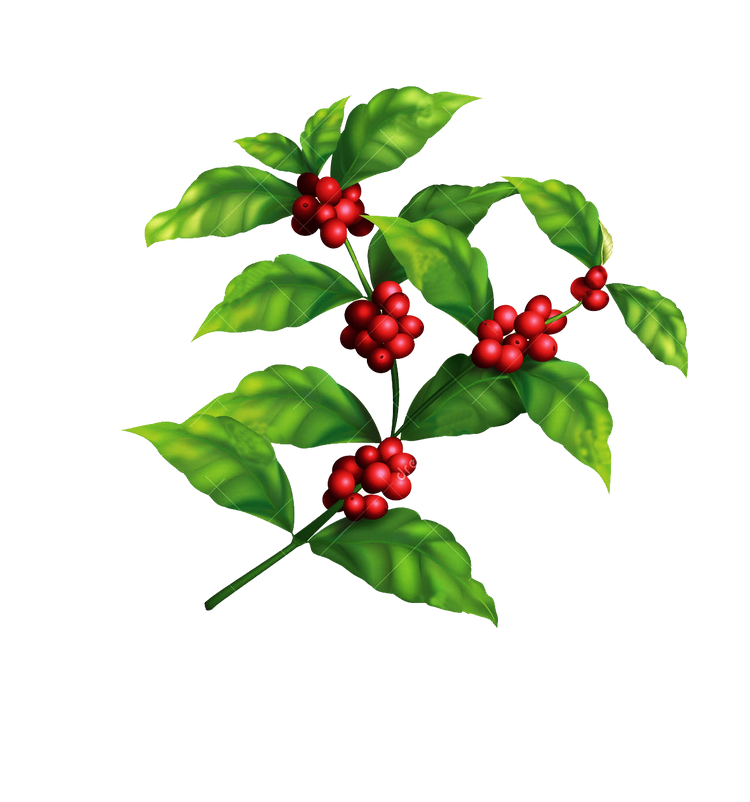 Coffee branch with red cherry clusters; graphic; transparent.