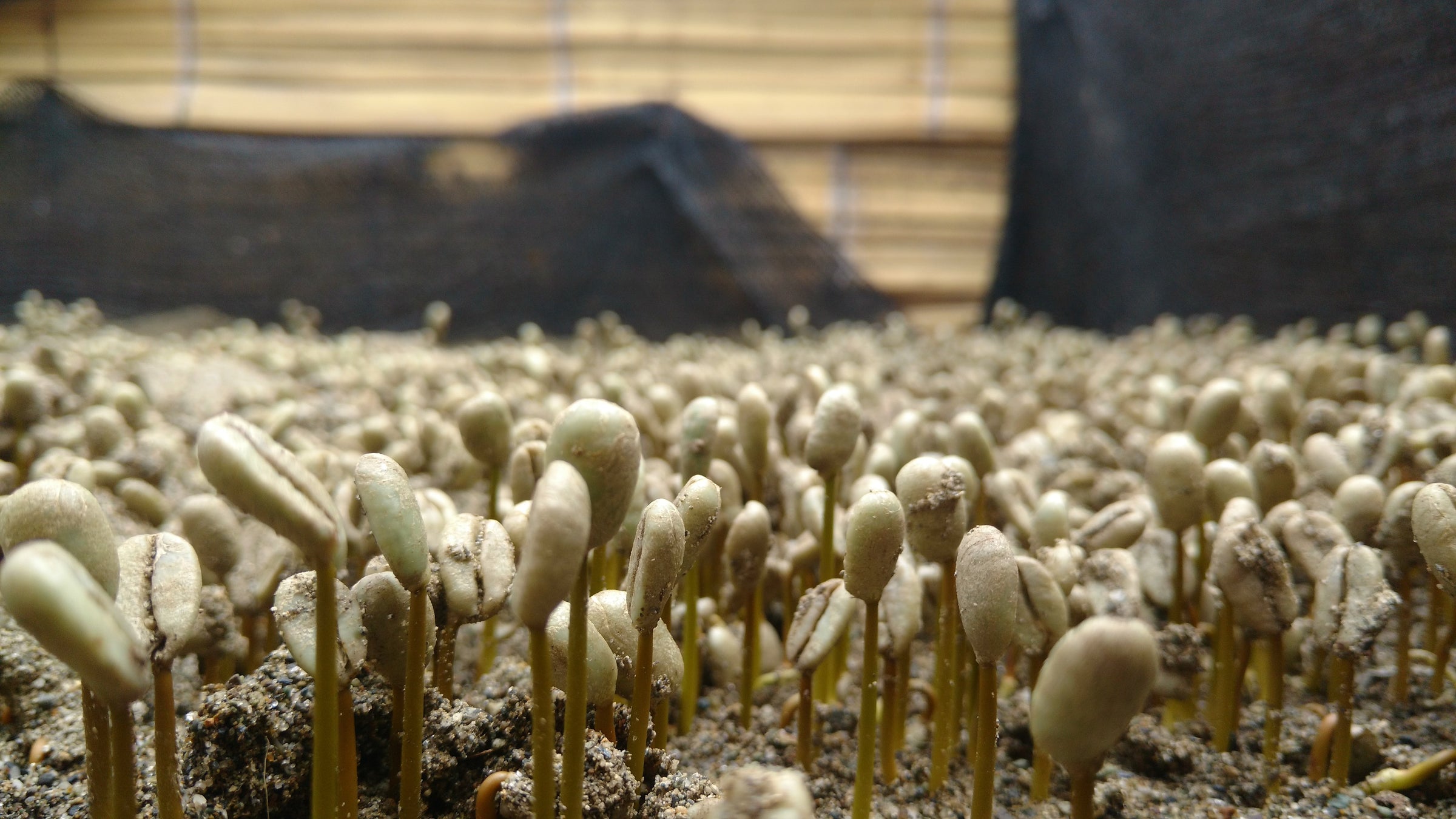 Close-up image of coffee seeds germinating and beginning to sprout.