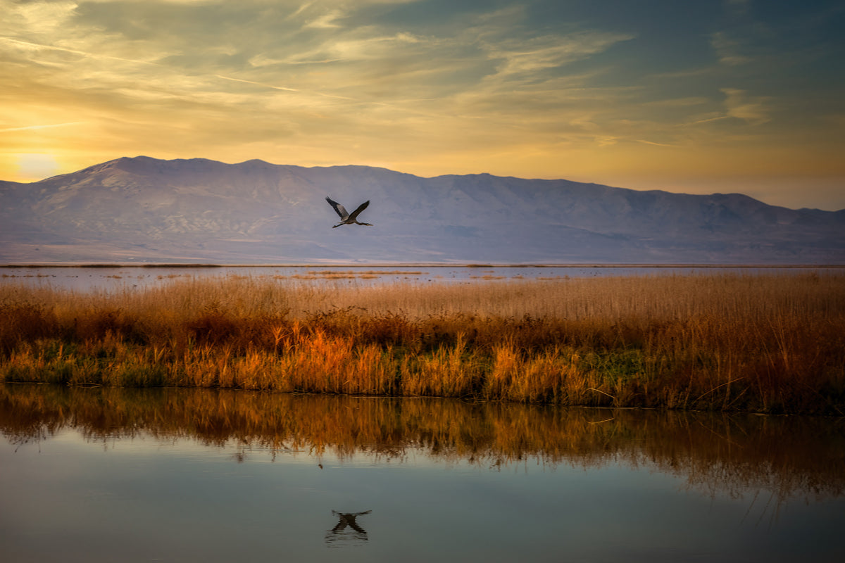 Image of a great blue heron flying above the Cache Valley wetlands and the Wellsville mountains in the background.
