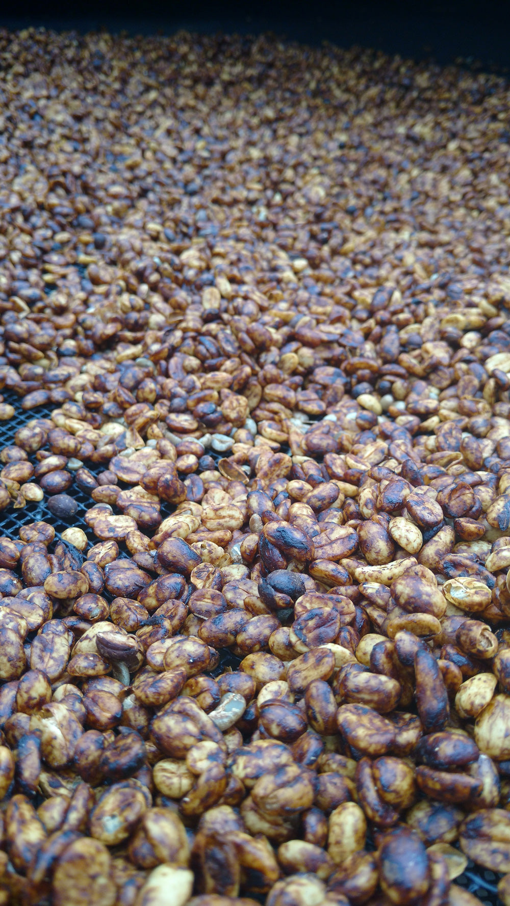 Honey-process coffee on drying bed after fruit skin is only partially removed.