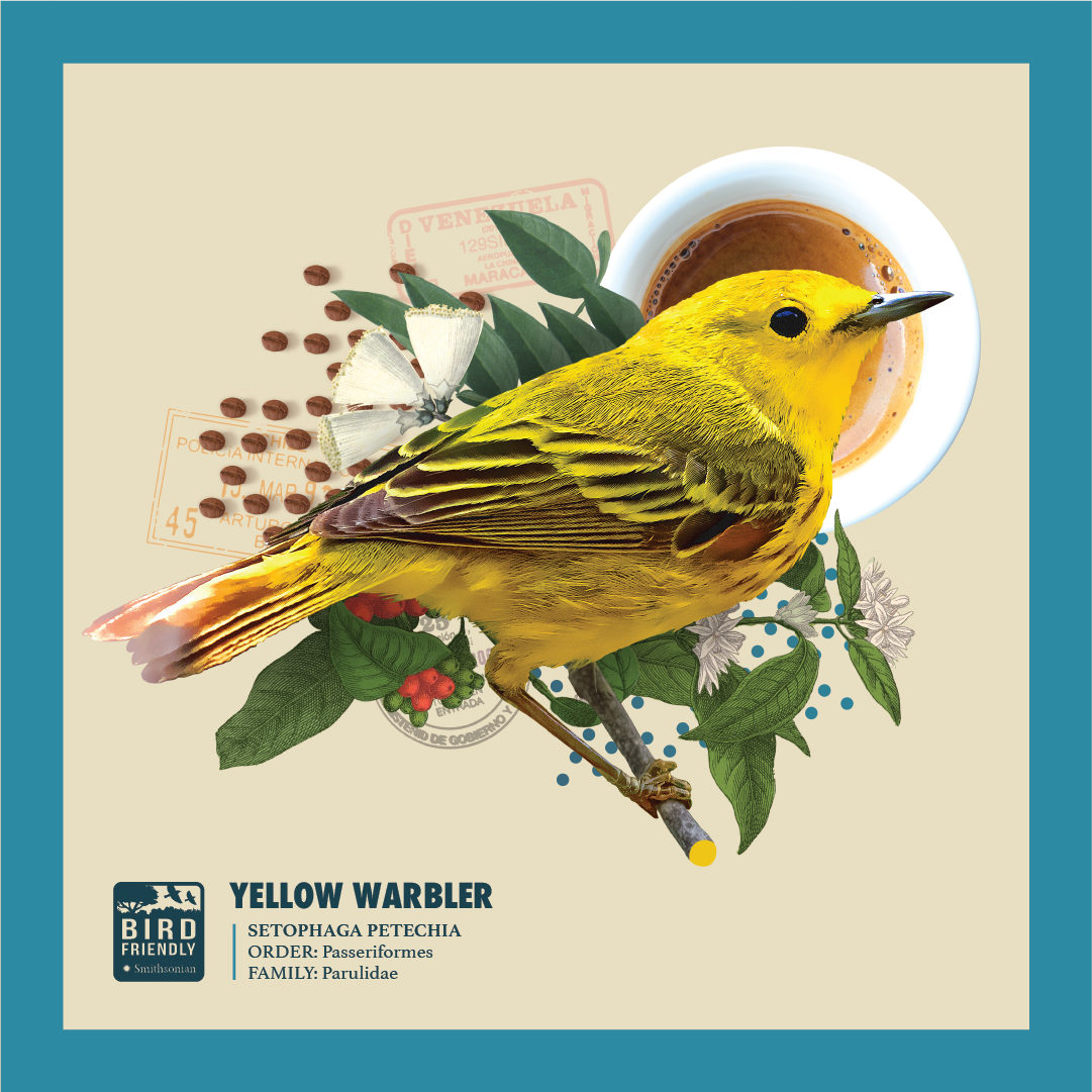 Graphic of yellow warbler bird; text: Yellow Warbler, Setophaga petechia, Order: Passeriformes, Family: Parulidae.