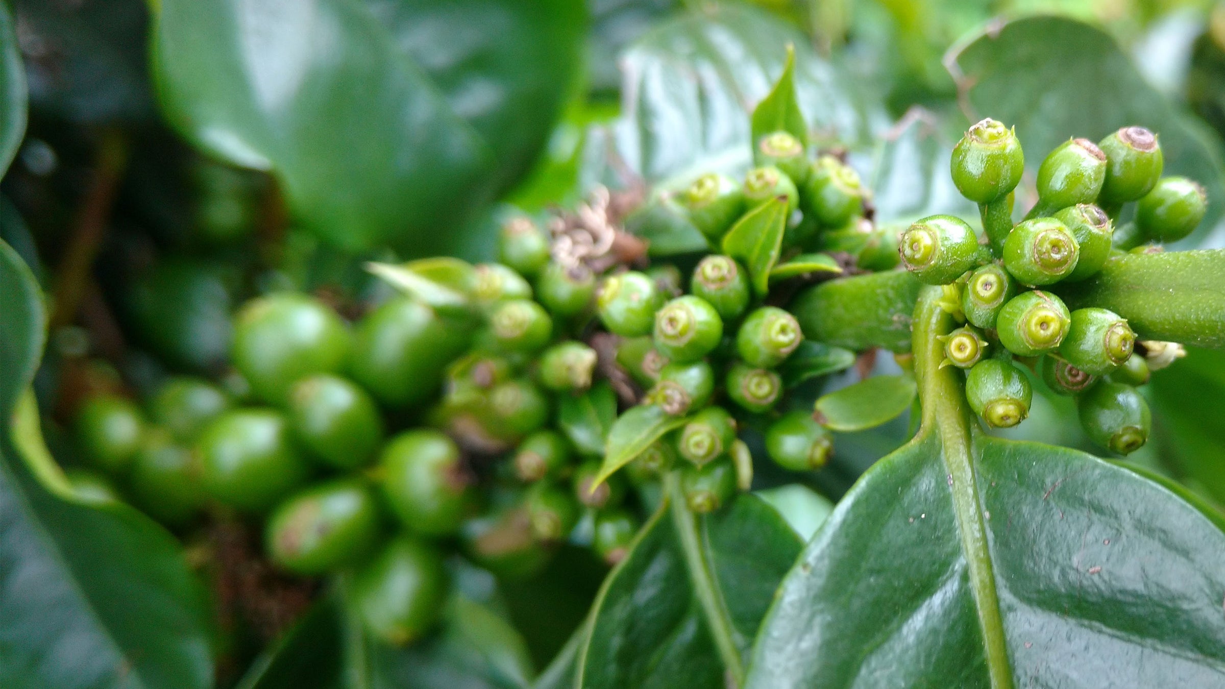 Close-up image of branch of unripe coffee fruit / cherries.