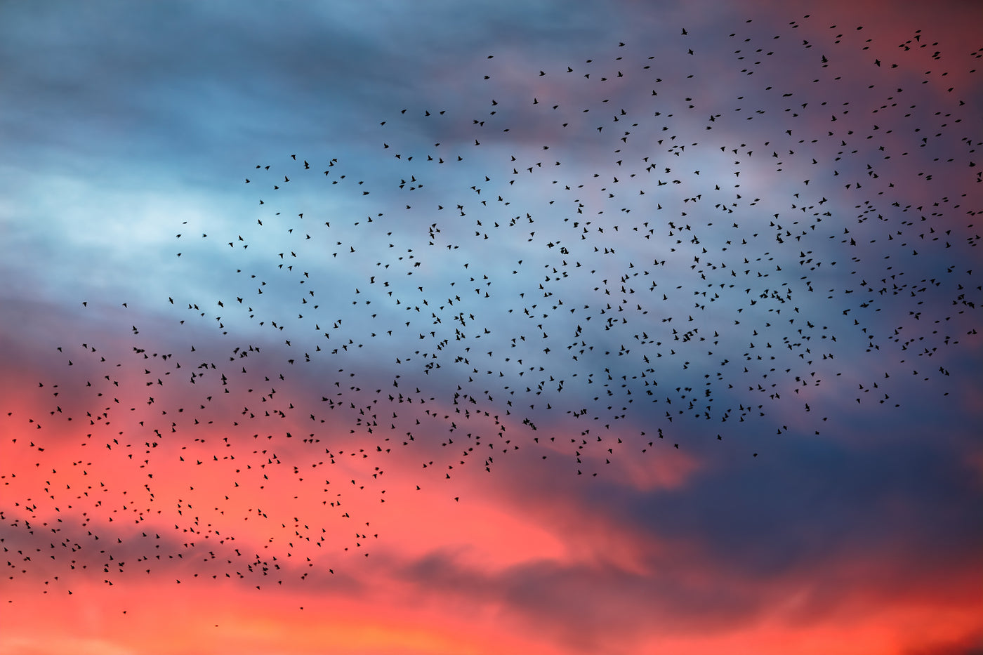 Image of sunset sky with many birds flying around in the distance.