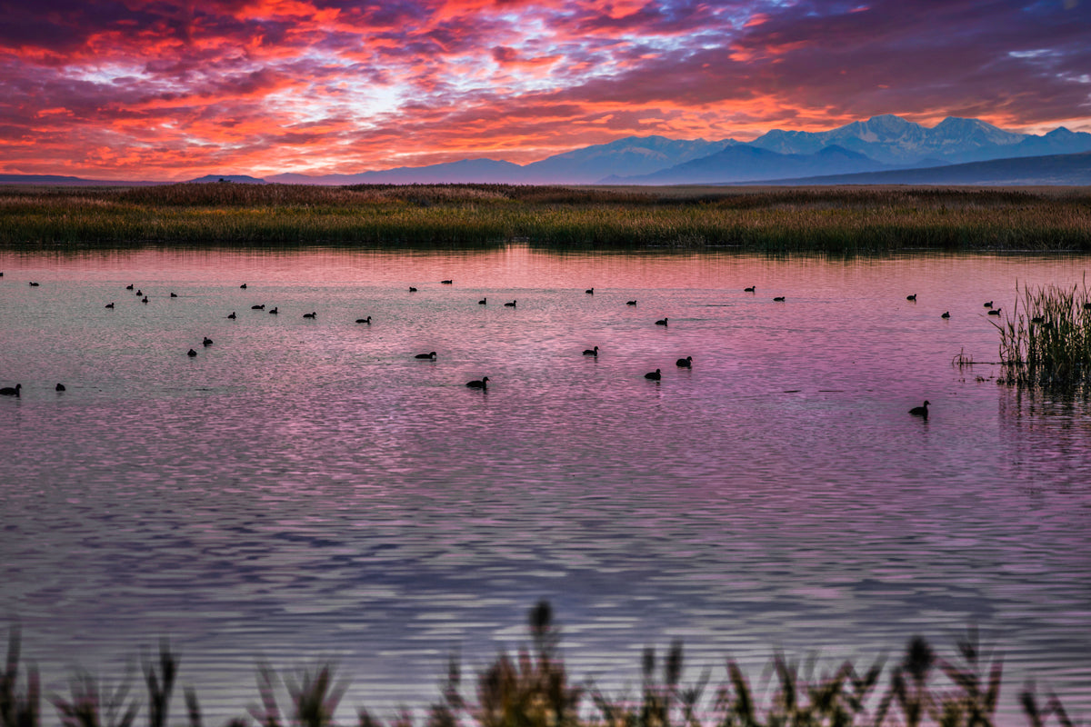 Image of birds floating on still water in Cache Valley wetlands with a golden sunset sky and Wellsville mountain in the background.
